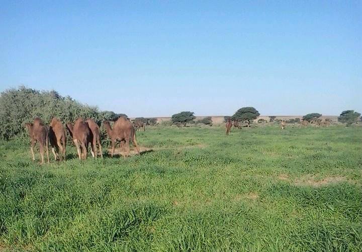 مناظر من تيرس زمور هذه الفترة 